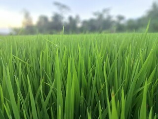 Green rice fields in Indonesia. This is a very typical and beautiful view. This is a rice field located in the city of Yogyakarta, Indonesia