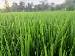 Green rice fields in Indonesia. This is a very typical and beautiful view. This is a rice field located in the city of Yogyakarta, Indonesia