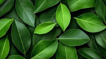 Obraz premium Vibrant green leaves, a closeup of nature's lush foliage in spring lush