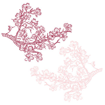 cherry blossom branches sketch style clip art preview