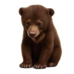 Obraz premium brown bear cub