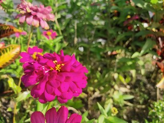 Zinnia elegans, known as youth-and-age, common zinnia or elegant zinnia, an annual flowering plant of the genus Zinnia, is one of the best known zinnias.