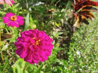 Zinnia elegans, known as youth-and-age, common zinnia or elegant zinnia, an annual flowering plant...