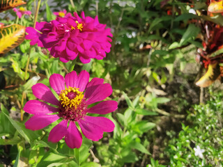 Obraz premium Zinnia elegans, known as youth-and-age, common zinnia or elegant zinnia, an annual flowering plant of the genus Zinnia, is one of the best known zinnias.