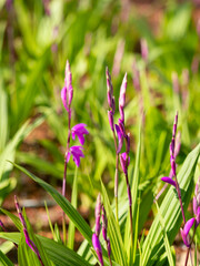色鮮やかなシランのツボミ