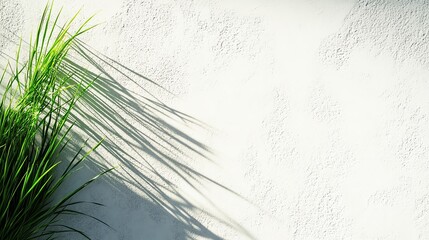 Obraz premium Green plant casting shadows on textured white wall, minimalistic decor.