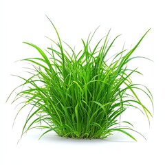 Fototapeta premium Lush green grass clump on a white isolated background.