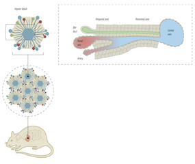  Exemplary illustration of dynamic gene expression changes of gluconeogenic (Pck1, G6pc) and lipogenic (Fasn, Acly) genes across hepatic lobules 