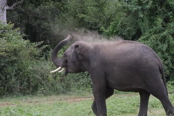Sri Lankan Elephants and Tuskers in Kadulla National Park, Sri Lanka 