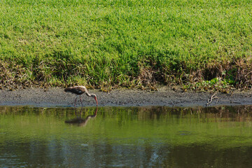 Solitary Ibis Foraging Along a tranquil Calm Pond in a Grassland Setting. Surrounded by lush green grass. Capturing nature's peaceful moments in a dynamic wildlife habitat.
