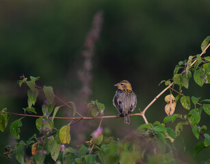 A beautiful baya weaver perched on a slender branch with lot of leaves with back pose and beautiful  blurred background.
