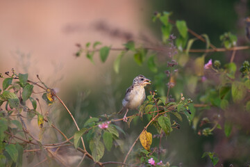 A beautiful juvenile baya weaver perched on a slender branch with lot of leaves and searching feeds  with blurred background.