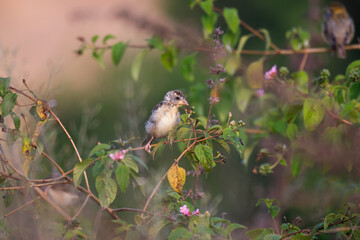 A beautiful juvenile baya weaver perched on a slender branch with lot of leaves and searching feeds  with blurred background.