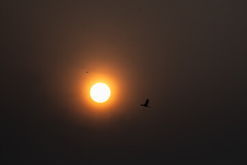A solitary bird silhouetted  against a bright, hazy sun rise in a muted sky.