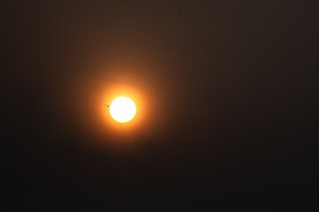 Fototapeta premium A solitary bird silhouetted against a bright, hazy sun rise in a muted sky.