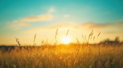 Fototapeta premium Golden Hour Sunset Meadow Grass Sky Nature