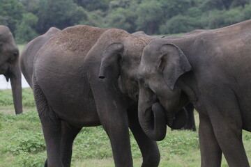 Fototapeta premium Sri Lankan Elephants and Tuskers in Kadulla National Park, Sri Lanka 
