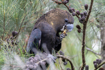Glossy Black Cockatoo feeding on Casuarina tree seeds