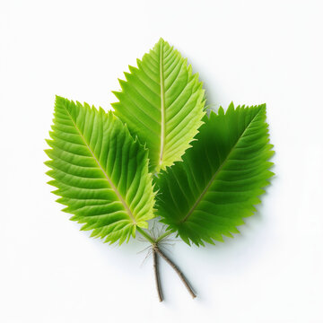 Three Fresh Green Leaves with Fine Serrated Edges and Visible Veins on White Background. Detailed Botanical Macro Ideal for Forest Projects, Spring Designs, and Eco-Friendly Nature Concepts.