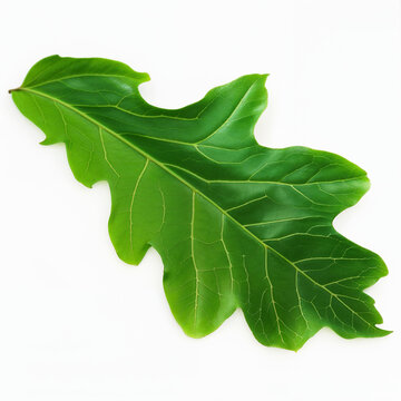 Single Fresh Green Oak Leaf Isolated on Clean White Background