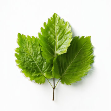 Fresh Trio of Green Leaves with Jagged Serrated Edges Isolated on White Background. Ideal Botanical Nature Macro for Spring Forest Projects, Garden Themes, and Eco Designs.