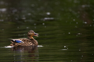 Female Mallard Duck swimming and quacking with her mouth open