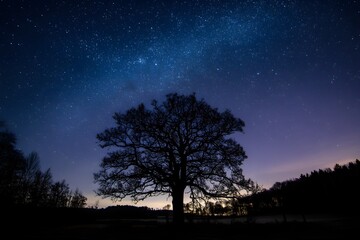Silhouetted Tree Against a Starry Night Sky