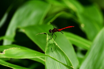 笹の葉に止まる夏の赤トンボ