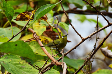 イタドリに止まる秋のメジロ