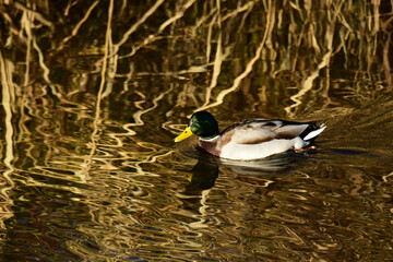 川岸を進む秋のマガモ