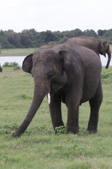 Sri Lankan Elephants and Tuskers in Kadulla National Park, Sri Lanka 