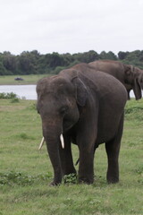 Obraz premium Sri Lankan Elephants and Tuskers in Kadulla National Park, Sri Lanka 