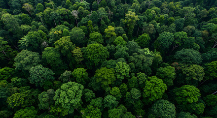 Naklejka premium Aerial View of Lush Green Tropical Rainforest Canopy Landscape