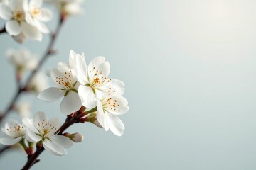 Fototapeta premium Delicate white blossoms against pure white backdrop, blossom, white flowers