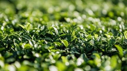 Stunning Green Tea Plantation - Lush Foliage