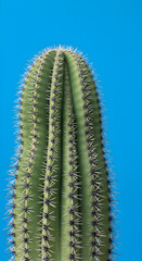 Naklejka premium Close-Up of Cactus with Spikes on Blue Background