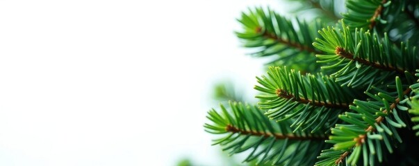 Obraz premium Isolated evergreen pine tree, vibrant green foliage Ideal for cards, banners, website , evergreen, pine tree