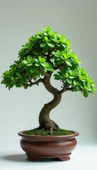Isolated Serissa foetida bonsai, clean backdrop Elegant simplicity , art, plant
