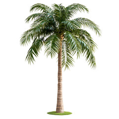 High-quality artificial outdoor palm tree isolated on transparent background