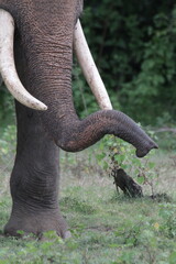 Obraz premium Sri Lankan Elephants and Tuskers in Kadulla National Park, Sri Lanka 