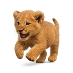 Obraz premium lion cub panthera leo