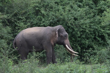 Sri Lankan Elephants and Tuskers in Kadulla National Park, Sri Lanka 