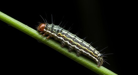 Fototapeta premium Caterpillar on Green Stem