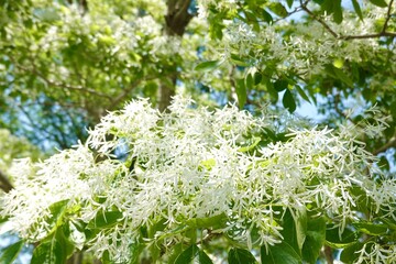 ナンジャモンジャの白い花