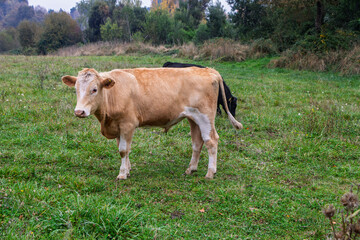 Fototapeta premium Cows, bulls and steers or cattle in southern Chile, El Carmen, Ñuble