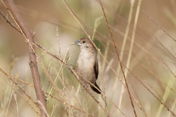 Silverbill
