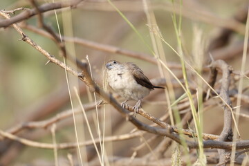 Silverbill
