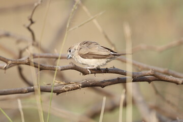 Silverbill