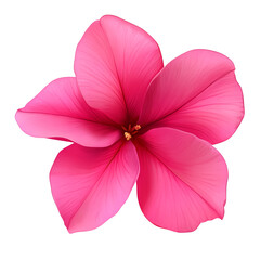 Pink hibiscus flower isolated on transparent background