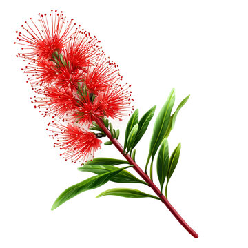 Realistic vector image of a bright red bottlebrush isolated on transparent background